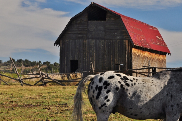 barn with horses in field